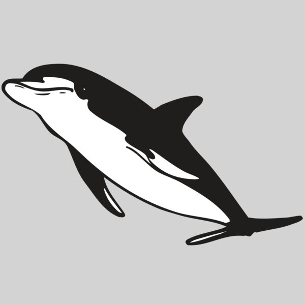 AR DOLPIN 13 RC Thumbnail