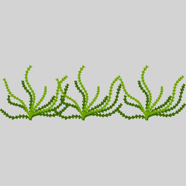 Sea Plant Thumbnail