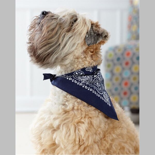 Pet Wear Thumbnail